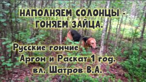 НАПОЛНЯЕМ СОЛОНЦЫ -  ГОНЯЕМ ЗАЙЦА. Русские гончие Аргон и Раскат 1 год.  вл. Шатров В.А.#hunting