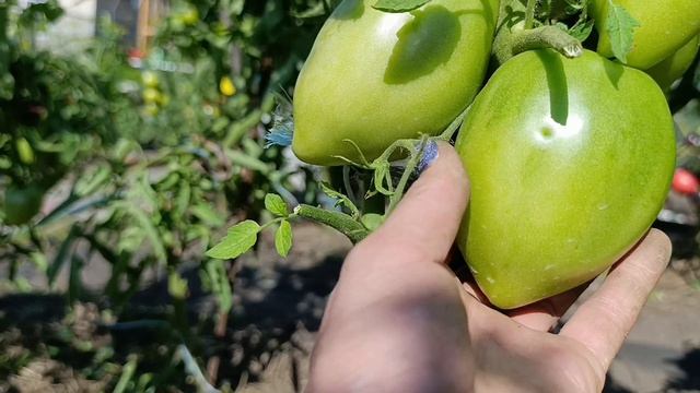 Сибирь. Омск. Часть 2. Томаты 🍅 в открытом грунте. 30 июля 2026.