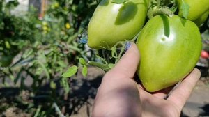 Сибирь. Омск. Часть 2. Томаты 🍅 в открытом грунте. 30 июля 2026.