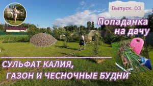 Подкормка, газон и чеснок | Дачные будни. Выпуск 03