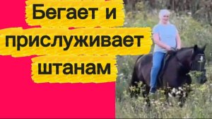 Бегает за штанами и конём...