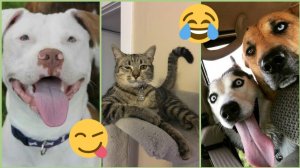 СМЕШНЫЕ КОТЫ | ЛУЧШИЕ ПРИКОЛЫ С КОТАМИ, СОБАКАМИ, КОШКИ, СОБАКИ, ЖИВОТНЫЕ, СМЕШНОЕ ВИДЕО