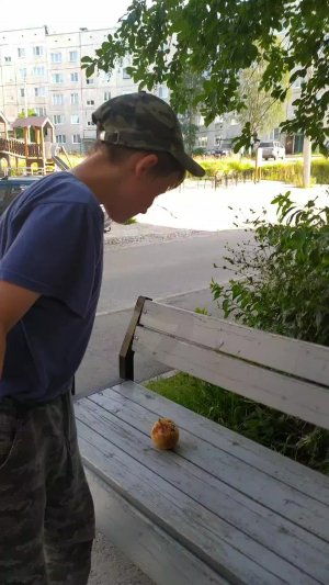 смешные видов