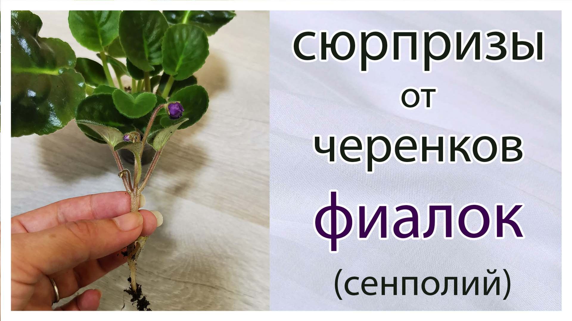 Геснериевые.