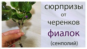 Сюрпризы от черенков фиалок (сенполий). #фиалки