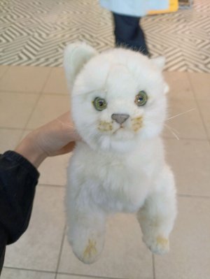 сенеж