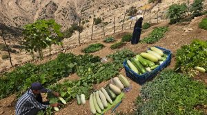 🏔️ Nomadic Life in the Mountains | Harvesting Fresh Squash & Cucumbers from an Organic Garden 🥒🎃