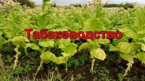 Обзор плантации Табака на 1 августа , продолжаем уборку урожая.