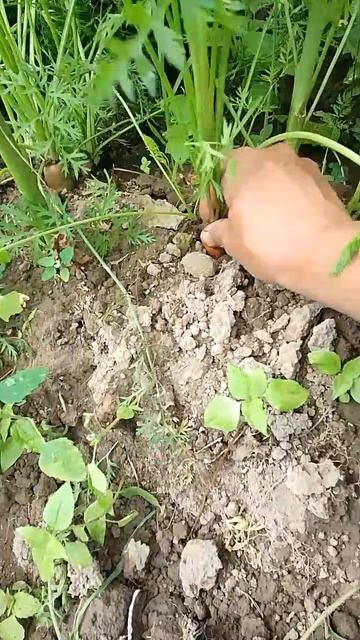 30.07.26 метод выращивания суперский