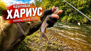 Ловится крупный ХАРИУС. Воды снова много. Дождливое лето 2026 в Приморском крае.