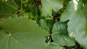 Растёт виноград/Обзор/Дача/Кошка Маська/Простая жизнь в провинции/Россия 🇷🇺