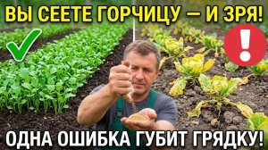 Посейте ЭТО после уборки - земля станет как перегной. Но одну культуру сеять НЕЛЬЗЯ на огороде