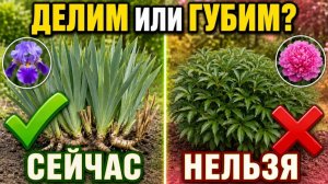 РАЗДЕЛИТЕ ЭТИ МНОГОЛЕТНИКИ сейчас - зацветут пышнее. А эти погубите