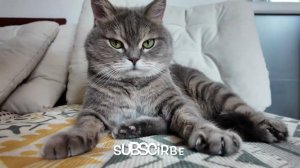 ИСТОРИЯ МОЕГО МИЛОГО КОТА 🔮 😺 🐈 Весёлые игры с ПУШИСТЫМ ВЛОГОМ НАСТОЯЩЕГО КОТЁНА!Эп.43