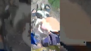 Я играю с собакой с собакой