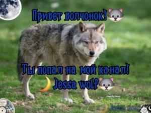 Небольшая разговорка про коллаб//🐺🌙