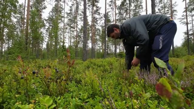 ЧЁРНОЕ ЗОЛОТО  Сколько можно заработать на чернике Домашнее вино