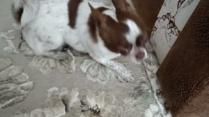 Бусинка чихуахуа 🐕💕
