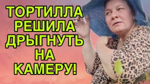 ТОРТИЛЛА РЕШИЛА ДРЫГНУТЬ НА КАМЕРУ! ОЛЬГА ИЗ ЗАУРАЛЬЯ. ОБЗОР.