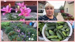 От сырости всё преет. Очередная партия огурцов на продажу. Боремся с травой.