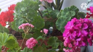 На Пеларгонии мельчают и скручиваются листья???☘️💃🦋🥀