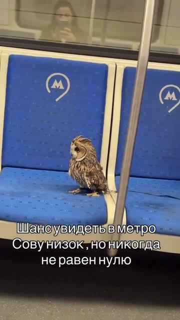 Следующая станция Хогварц в московском метро