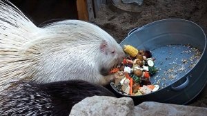 Красивый и веселый обед в большом семействе индийских дикобразов.