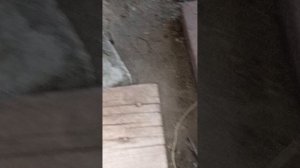 огромный каракурт в гараже в Камышине