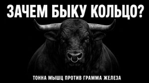 Зачем быку вставляют кольцо в нос?