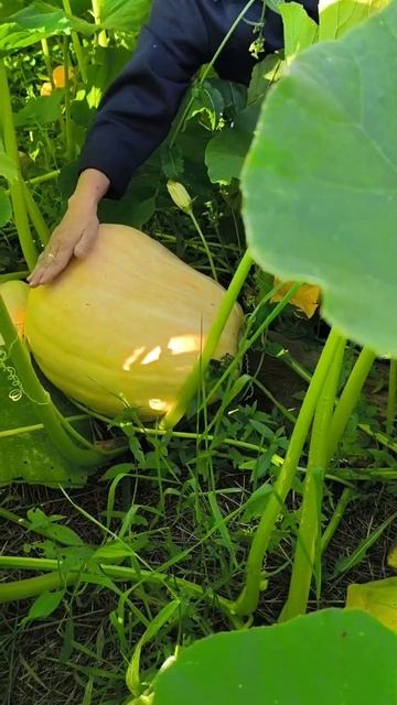 Самый неприхотливый овощ