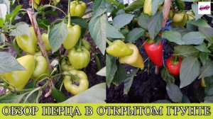ОБЗОР СОРТОВ ПЕРЦА НА МОЕМ УЧАСТКЕ 2026.