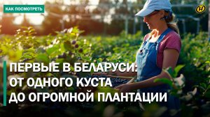 Голубичный бум! Секреты выращивания голубики в фермерском хозяйстве «Синяя Птица»