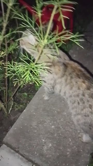 на даче