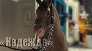 •Сериал лошади шляйх «Надежда» 1 серия