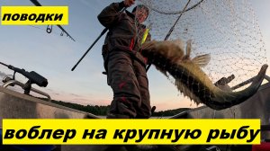 Поводки. Воблер на крупную рыбу.