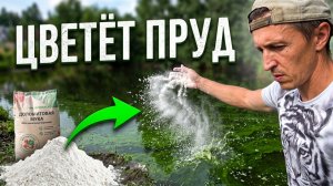 ПОМУТНЕЛА ВОДА В ПРУДУ? ЦВЕТЕНИЕ ВОДЫ И СИНЕ-ЗЕЛЕНЫЕ ВОДОРОСЛИ. ИЗВЕСТКОВАНИЕ ДОЛОМИТОВОЙ МУКОЙ