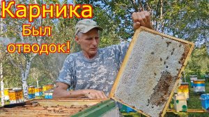 КАРНИКА в Сибири! БЫЛ ОТВОДОК, что по МЁДУ!