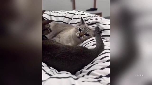 Loving Cats, Double Trouble & Cold Weather Fails | The Funniest Cat Compilation