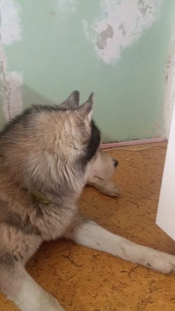 атака мух