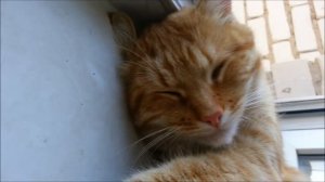Кот солнце