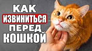 Как ИЗВИНИТЬСЯ Перед Своей Кошкой？