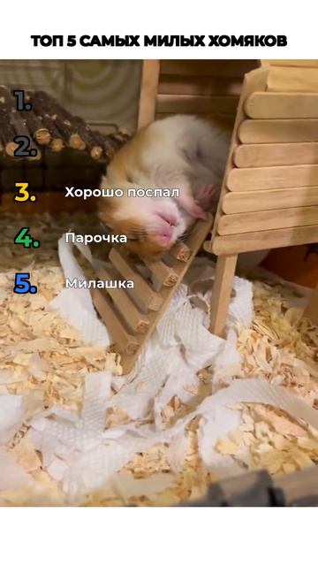 Топ милых хомяков
