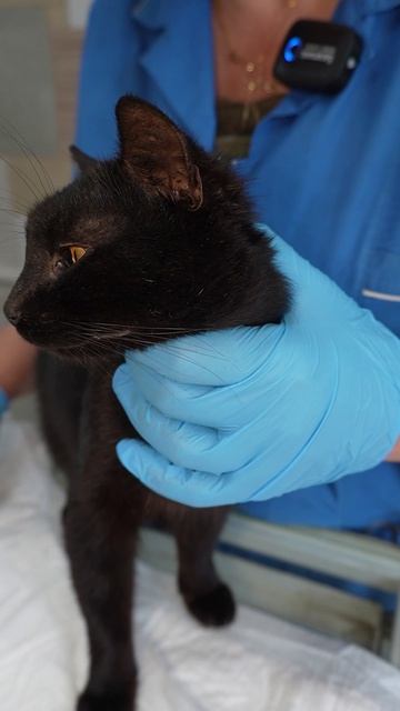 Пузырик: прошёл через боль и скоро вернётся к любимой хозяйке 🥺🐱💛