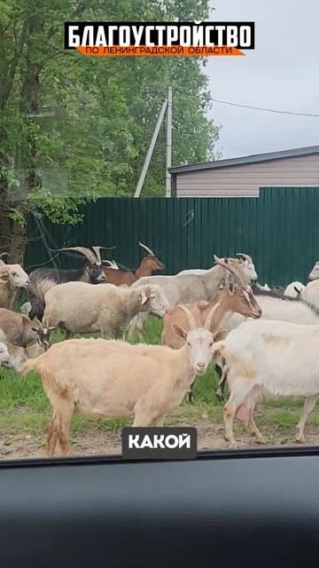 Такие встречи бывают по дороге с объекта
