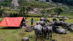 Настоящая кочевая жизнь в Непале 🇳🇵 | Жизнь в палатке с буйволами | Отдаленная гималайская деревня