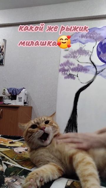 котик милота