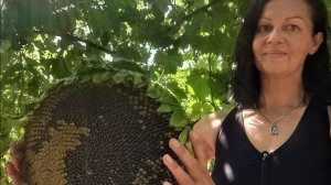 Урожай подсолнухов на Кубани