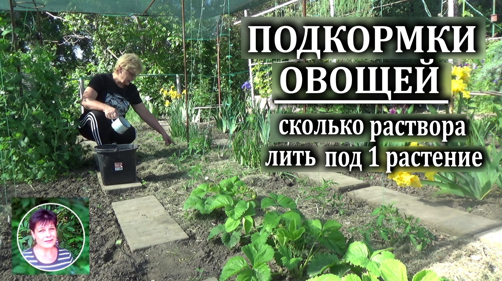 Подкормки овощей. Сколько раствора нужно вылить под 1 растение