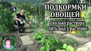 Подкормки овощей. Сколько раствора нужно вылить под 1 растение