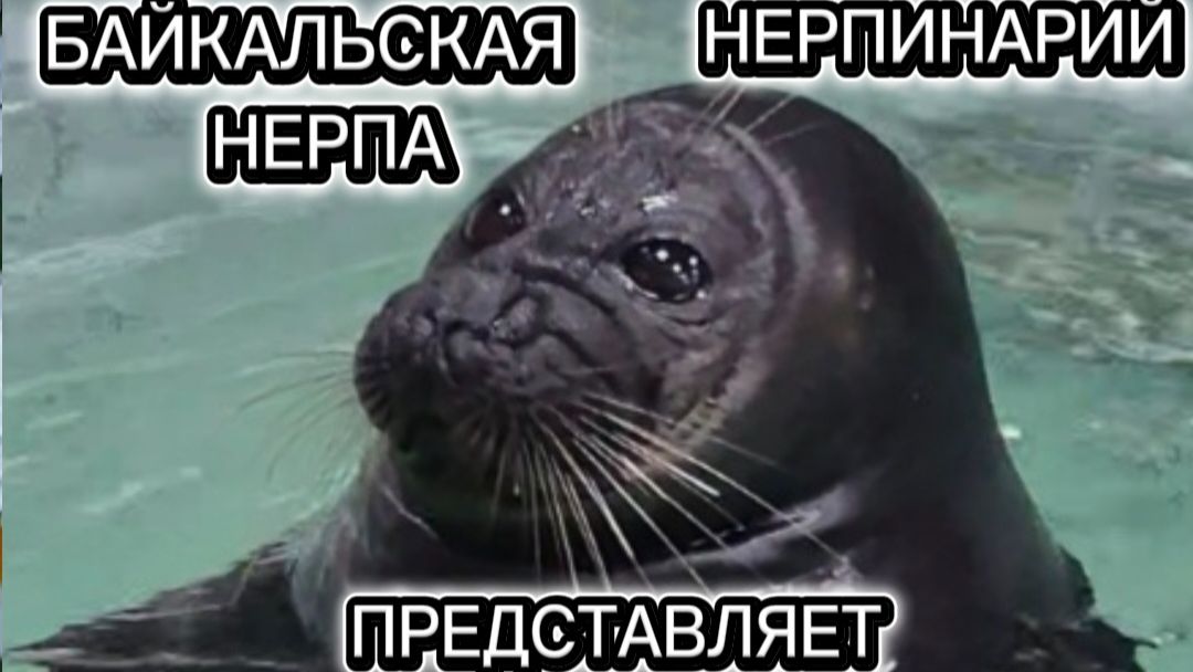 Нерпинарий-июль 2026г.